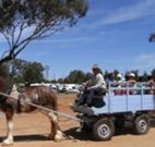 Ariah Park Camping Ground - Events Australia