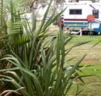Buronga Riverside Caravan Park - Events Australia