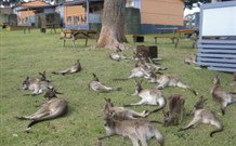 Durras Lake North Holiday Park - Events Australia 4