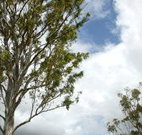 Glen Villa Resort and Tourist Park Casino - Events Australia