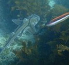 Honeymoon Bay - Events Australia