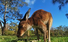 Melaleuca Surfside Backpackers - Events Australia 4