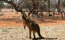Mungo Lodge Tours And Accommodation - Events Australia 4