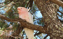 Mungo Lodge Tours And Accommodation - Events Australia 5