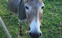 Alstonville Country Cottages - Tourism Bookings 3
