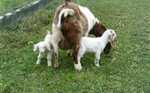 Big Bell Farm - Events Australia 4