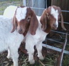 Burns B and B and Yabby Farm - Accommodation Europe