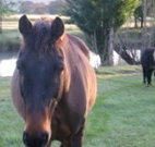 Reynella Kosciusko Rides Accommodation - Events Australia