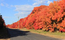 Yamba Farmstay - Tourism Bookings 4