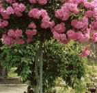 Eden Bed and Breakfast - Events Australia