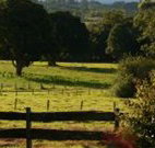 Pines on the Plateau - Events Australia