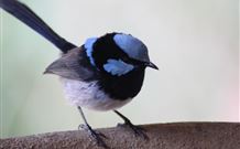 Redbrow Garden Guesthouse - Events Australia 3