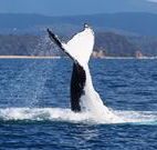 Snug Cove Bed and Breakfast - Events Australia
