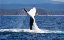 Snug Cove Bed And Breakfast - Events Australia 0