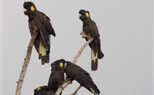 Pinegrove Cottage - Events Australia 6