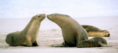 Kangaroo Island YHA - Events Australia 7