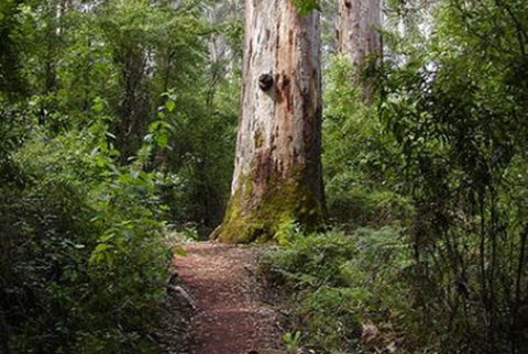 Pemberton YHA - Events Australia 2