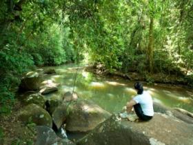 The Canopy Rainforest Tree Houses And Wildlife Sanctuary - Events Australia 0