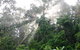 The Canopy Rainforest Tree Houses And Wildlife Sanctuary - thumb 2