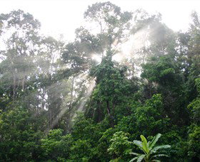 The Canopy Rainforest Tree Houses And Wildlife Sanctuary - Events Australia 2