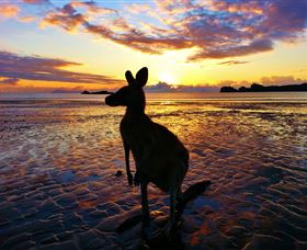 Cape Hillsborough Nature Tourist Park - Tourism Bookings 0