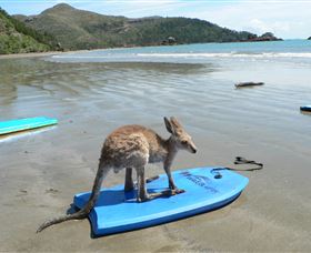 Cape Hillsborough Nature Tourist Park - Tourism Bookings 3