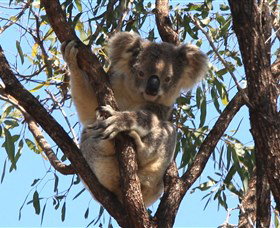 Destiny Boonah ECO Cottages And Donkey Farm - Events Australia 2