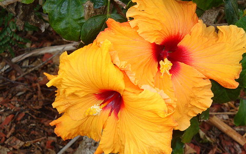 BEST WESTERN Sea Spray Motel - Accommodation Europe 24