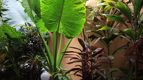 BEST WESTERN Lazy Lizard Motor Inn - Events Australia 2