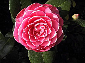 Cloverlea Gardens Bed And Breakfast - Events Australia 0