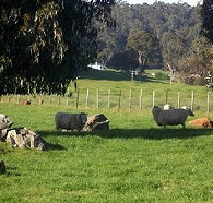 Ferndale Guest Cottage - Events Australia