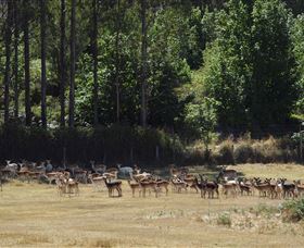 Springfield Deer Farm - Events Australia 1