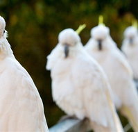 Aireys Inlet Getaway Resort - Accommodation Europe