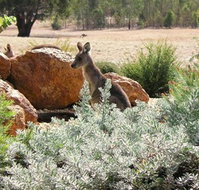 Kangaroos in the Top Paddock - Events Australia