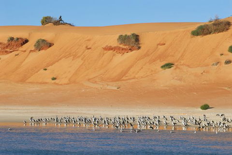 Herald Bight Camp At Francois Peron National Park - Tourism Bookings 3