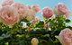 Tiers View Bed And Breakfast - thumb 7