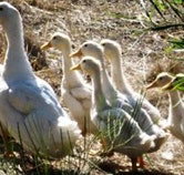 Duck Duck Goose Bed and Breakfast - Events Australia