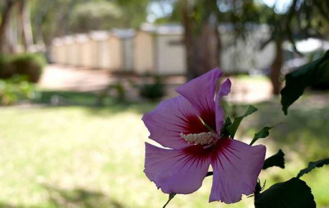 Riverbend Caravan Park Renmark - Events Australia 3