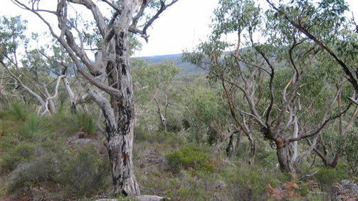 Paxton NSW Tourism Bookings