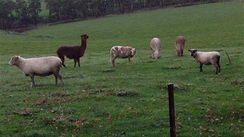 Bellevue Farmstay - Tourism Bookings 6