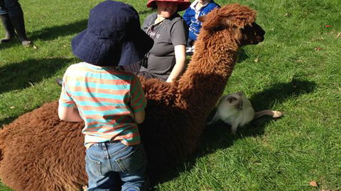 Bellevue Farmstay - Tourism Bookings 5