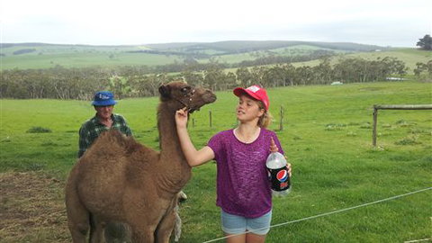 Bellevue Farmstay - Tourism Bookings 8