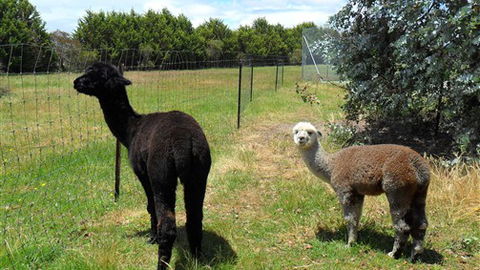 Halls Haven Resort - Tourism Bookings 6