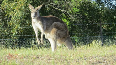 Adelberg - Events Australia 7