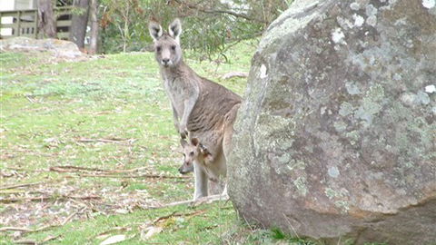 Halls Gap Hideaway - Tourism Bookings 3