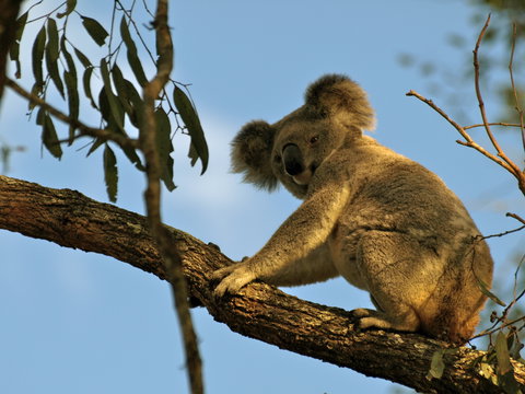 Amamoor Lodge - Tourism Bookings 4