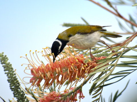 Amamoor Lodge - Tourism Bookings 7