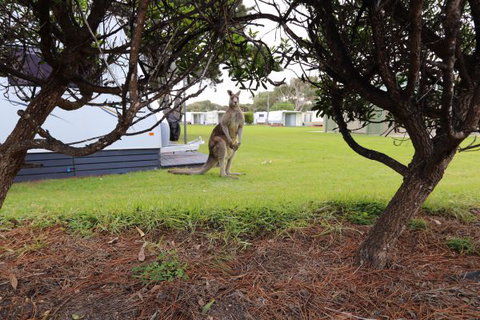 Anglesea Family Caravan Park - Events Australia 3