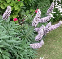 Padthaway Caravan Park - Events Australia