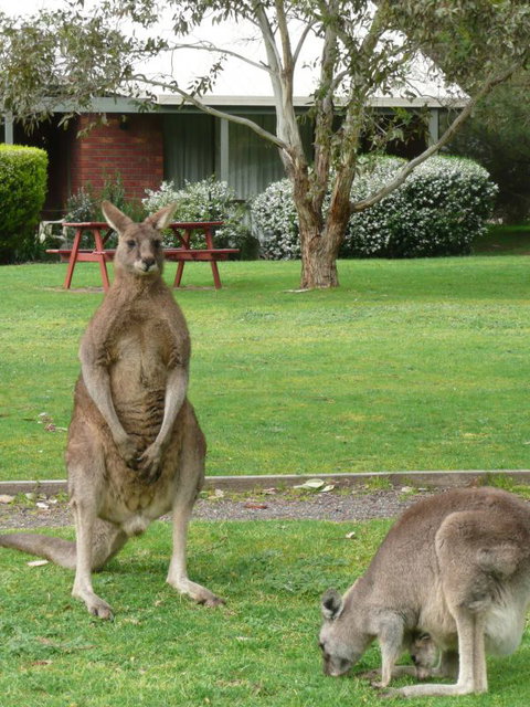 Pinnacle Holiday Lodge - Tourism Bookings 8